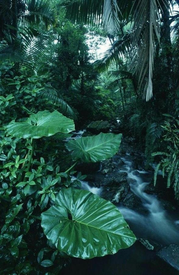 Casa De Vacaciones Ecowasi Veras Capurganá エクステリア 写真